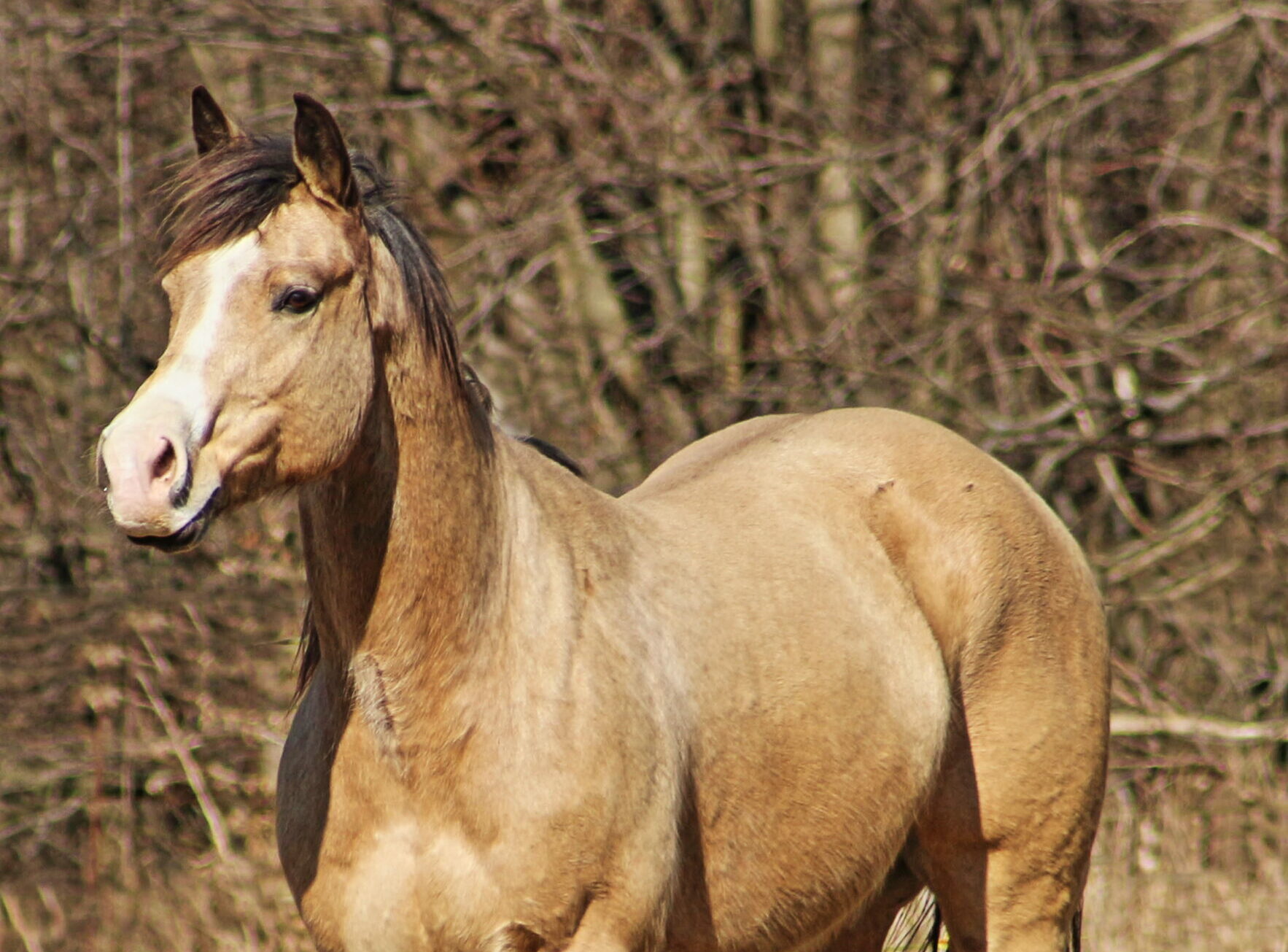 JANTARS COUGARAND