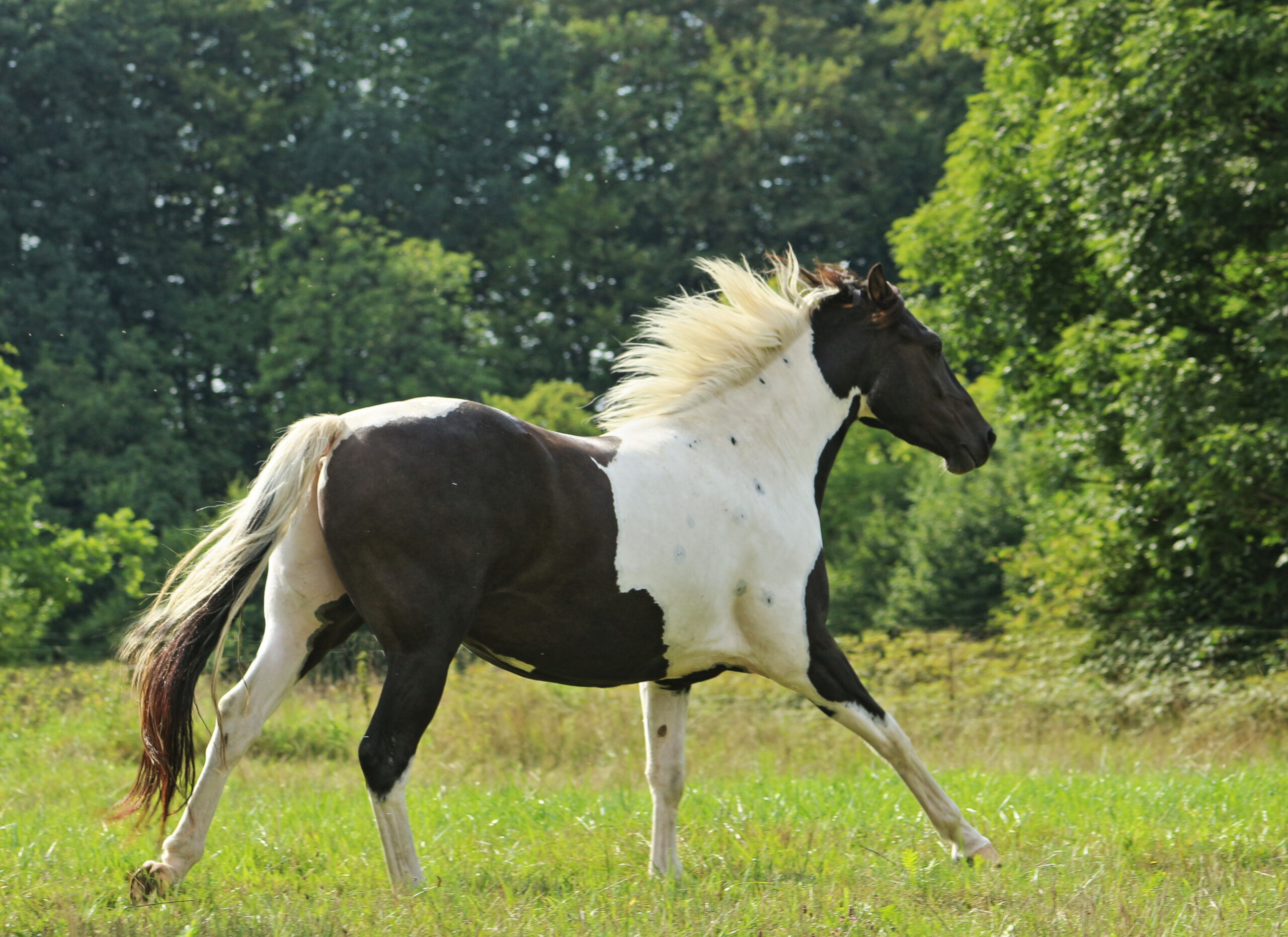 SIRIUS Z ZEUNERLOCHU