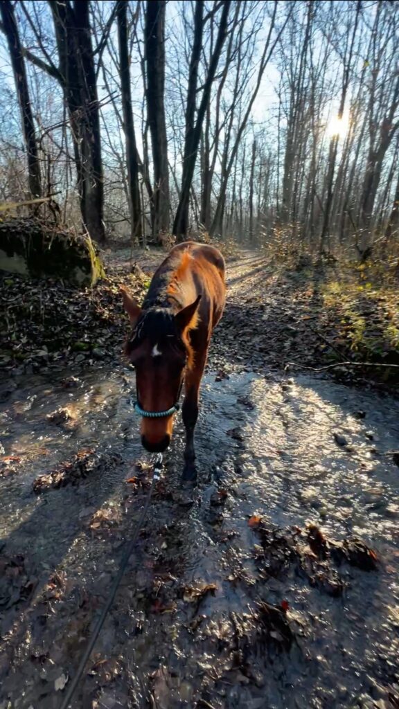 Obrázek WhatsApp, 2025-04-10 v 10.55.21_f685147c